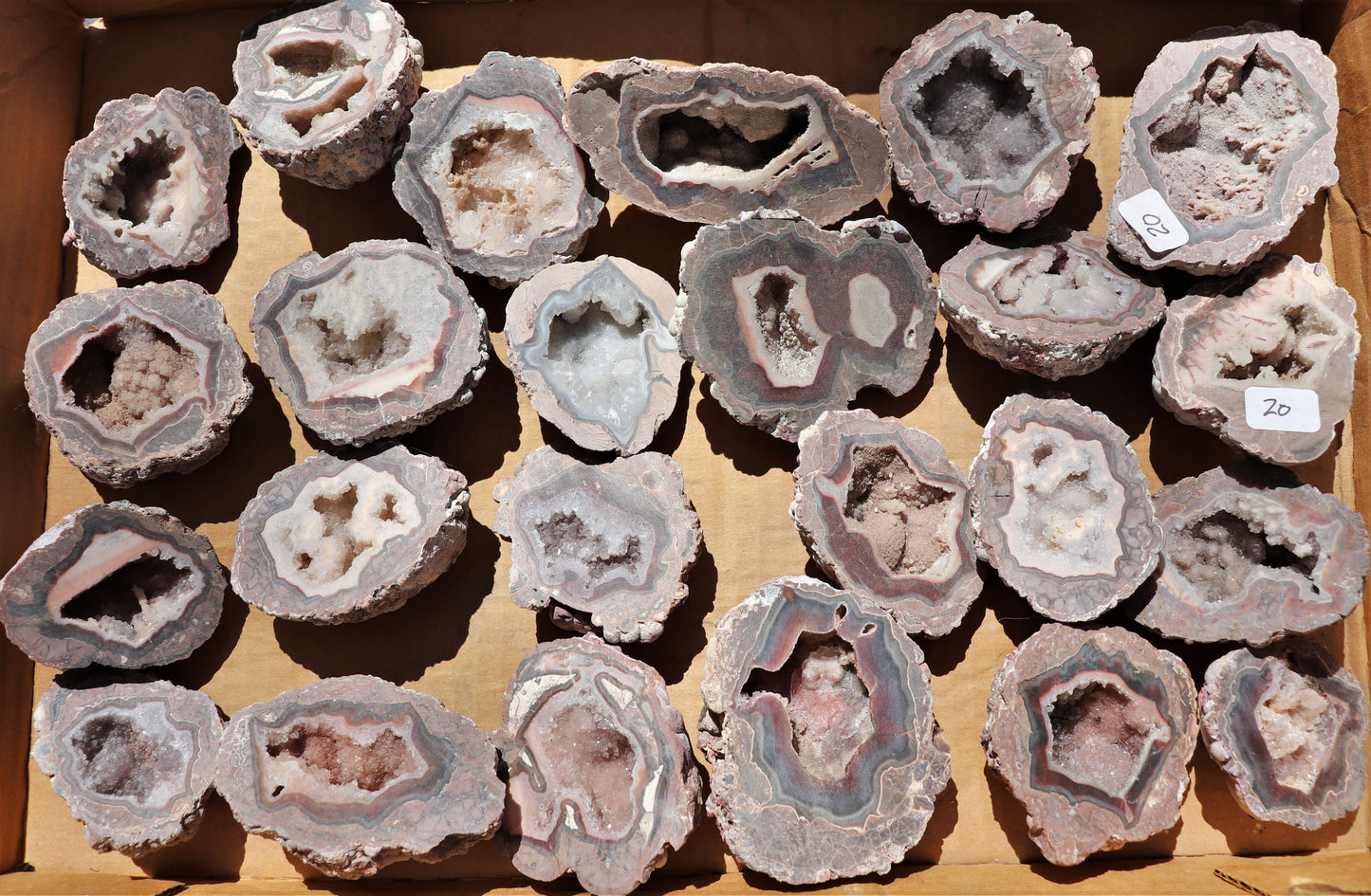 24 count flat of $20 Baker Ranch thunderegg halves
